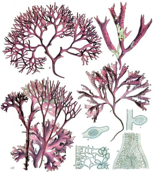 1897 botanical illustration of Chondrus crispus, Irish sea moss