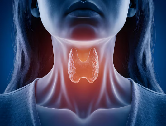 Illustration of the thyroid gland in the neck
