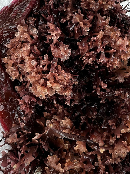 Raw wildcrafted Chondrus crispus sea moss, ready to be soaked and blended into sea moss gel