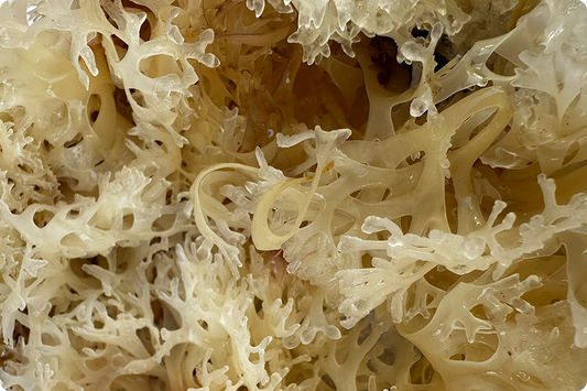 Raw gold sea moss, close up