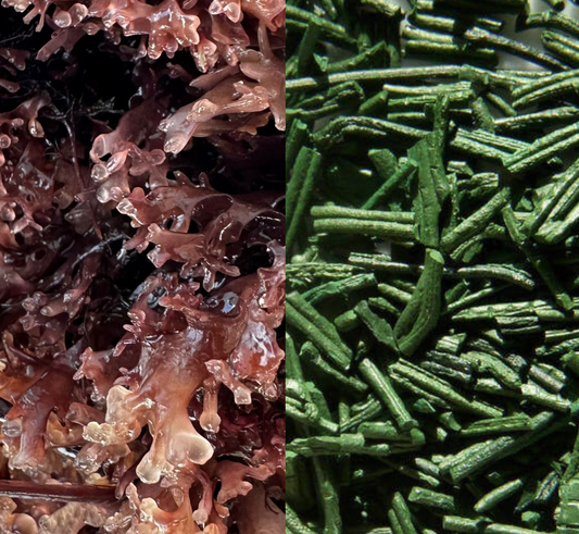 Sea Moss vs Spirulina