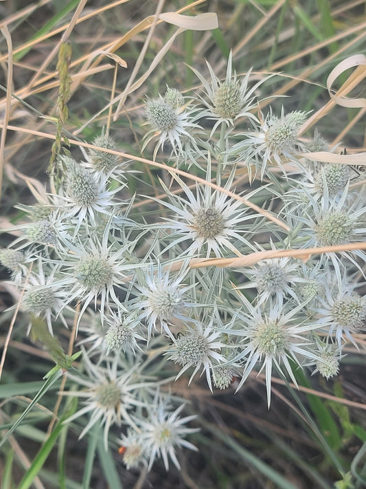 Hierba del sapo plant (Eryngium heterophyllum) in flower