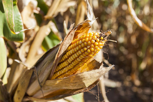 High Fructose Corn Syrup Linked to Fatty Liver Disease, High Cholesterol, and Diabetes