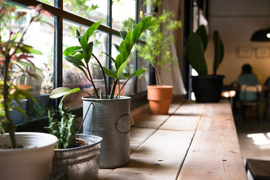 Potted houseplants on a sunny windowsill