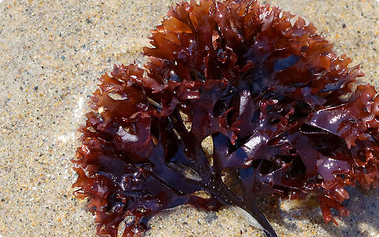 Raw purple sea moss on the sand