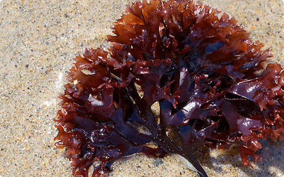 Sea Moss Benefits for Skin: What You Need to Know