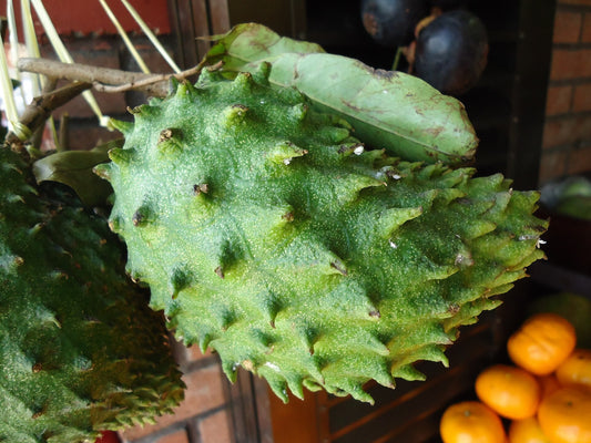 Soursop fruit held beside other tropical fruit