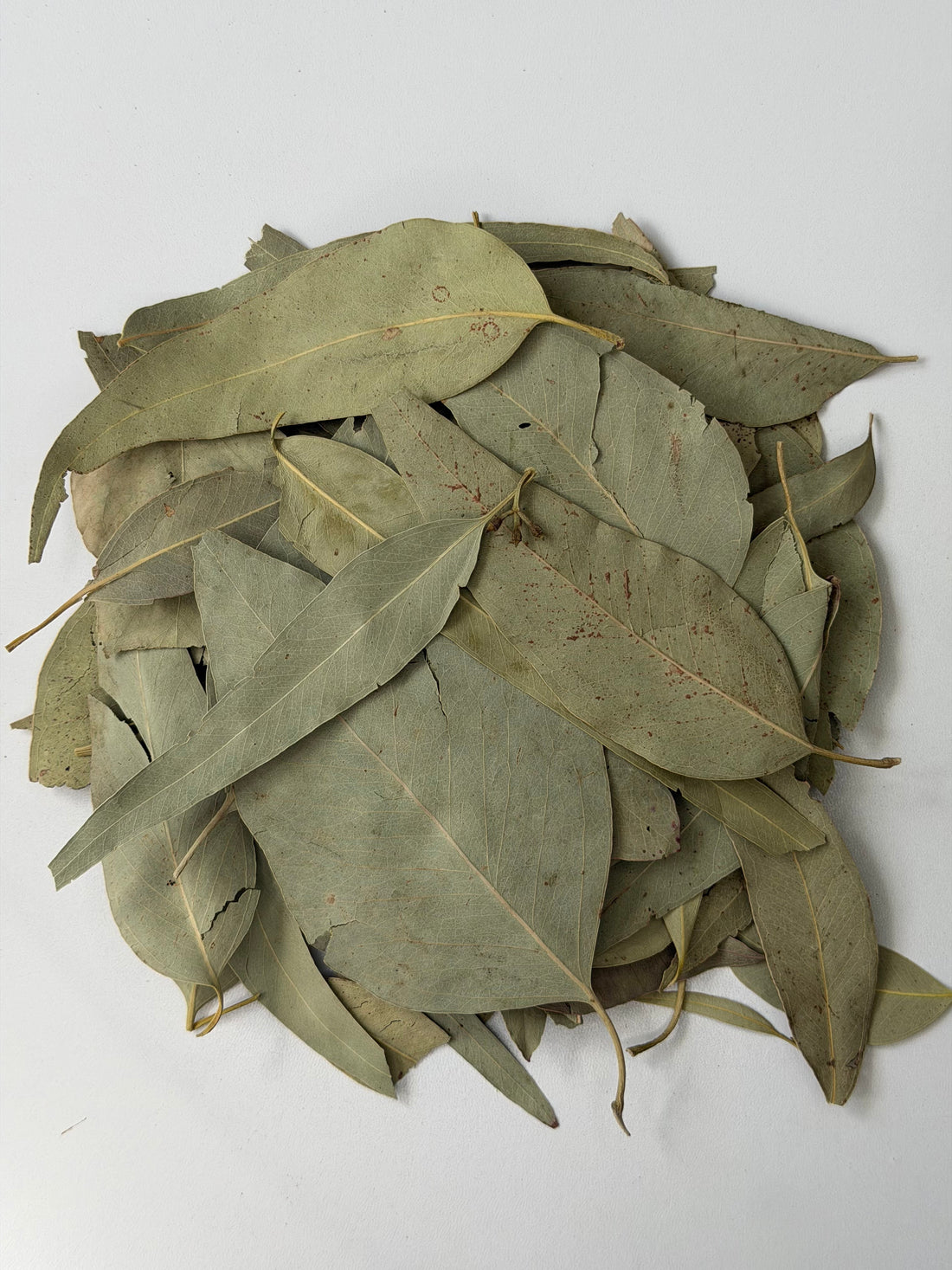 Hojas de eucalipto secas, eucalipto, para té y vapor
