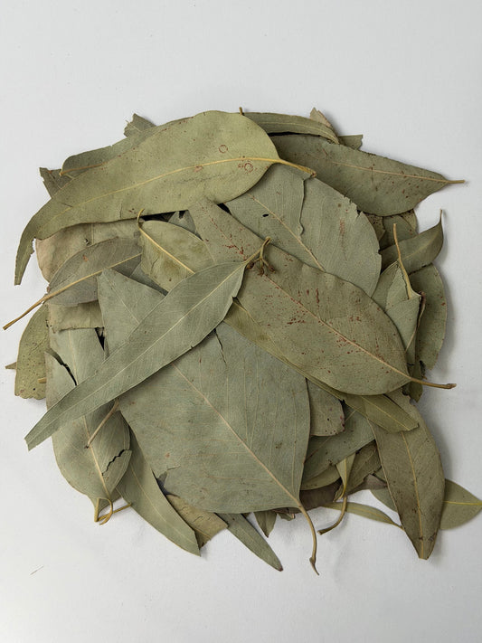 Hojas de eucalipto secas, eucalipto, para té y vapor