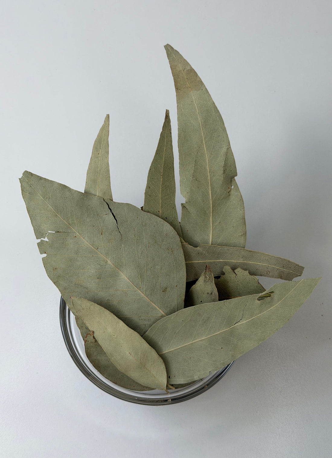 Whole dried eucalyptus leaves, eucalipto, for tea and steam