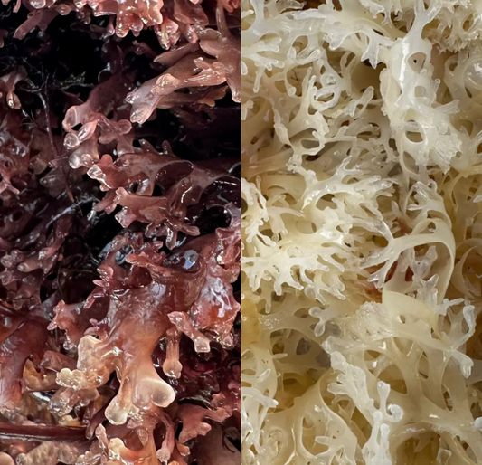 Purple Sea Moss vs Gold Sea Moss