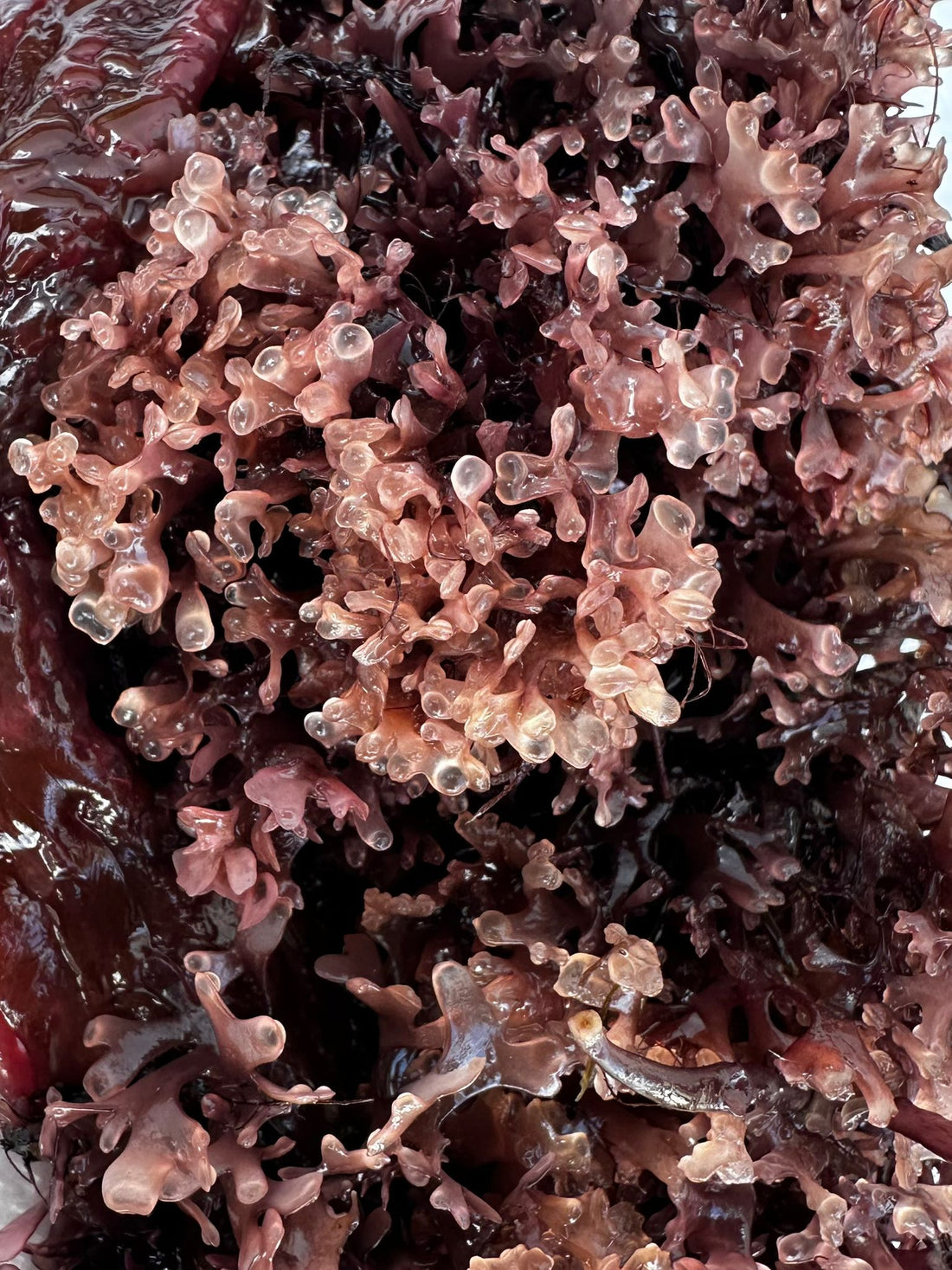 Fresh purple sea moss, wildcrafted Chondrus crispus