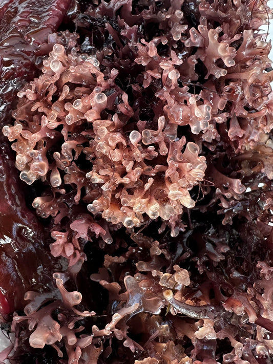 Fresh purple sea moss, wildcrafted Chondrus crispus