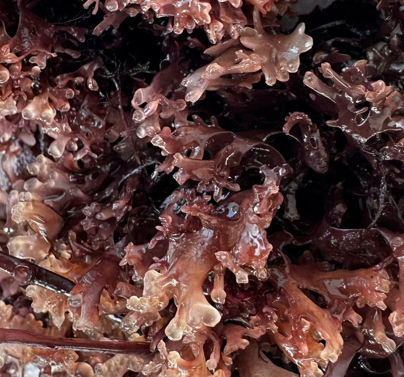 Irish Moss vs Sea Moss: What’s the Real Difference