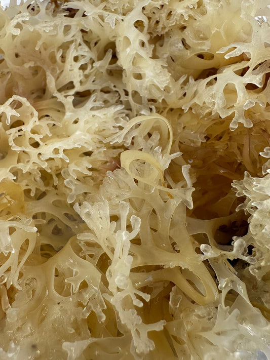 Raw gold sea moss, whole dried Chondrus crispus fronds