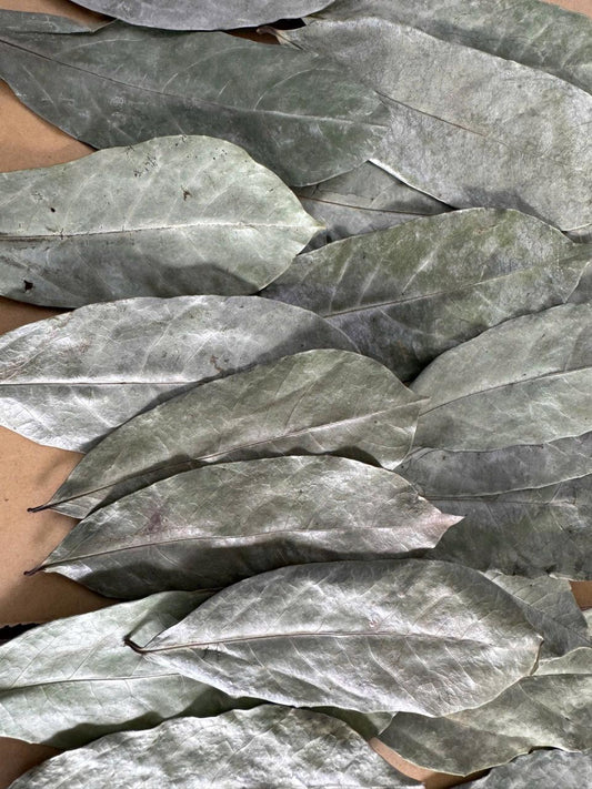 Hojas de guanábana enteras y secas, Annona muricata, para té