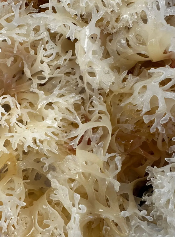 Raw Irish sea moss, dried and cream coloured