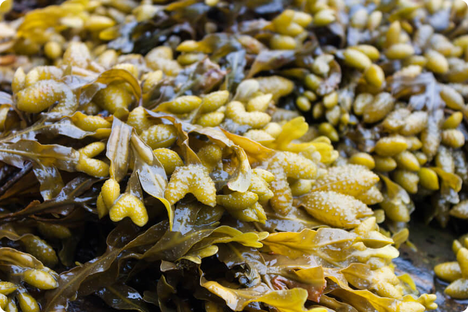 Bladderwrack seaweed with its air bladders on the shore