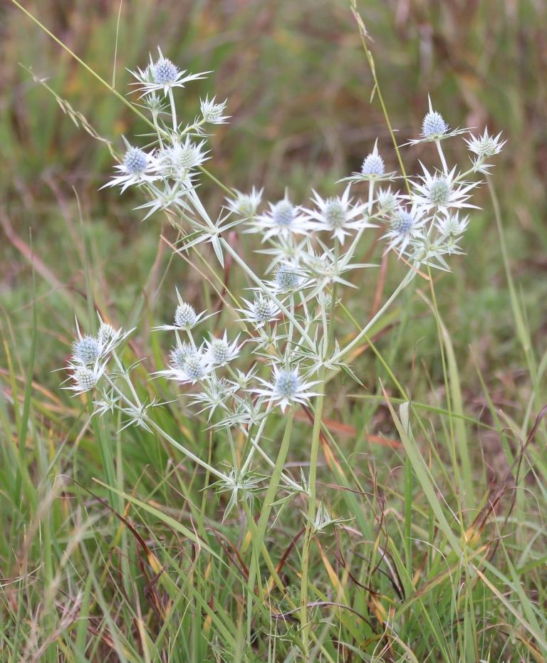 Hierba del sapo (Eryngium heterophyllum) en flor