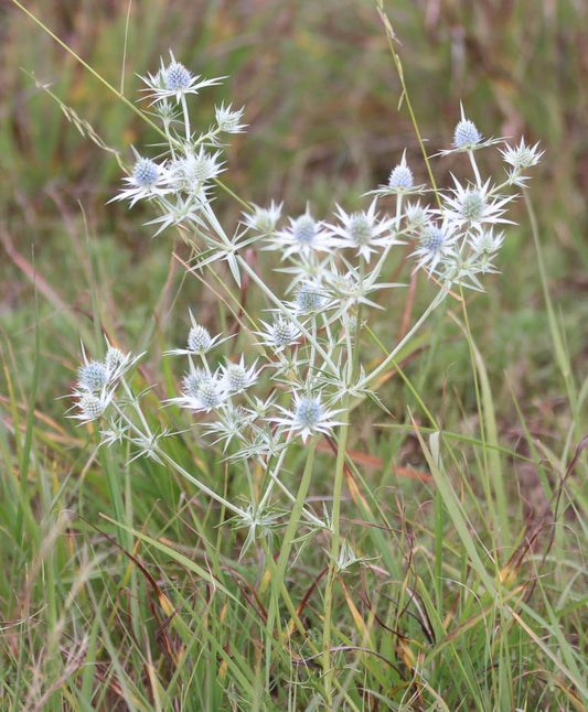Hierba del sapo (Eryngium heterophyllum) en flor