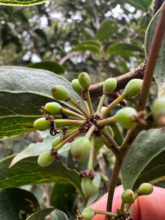 Cocolmeca vine (Smilax domingensis) with green berries