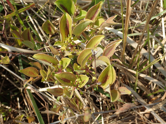 Sarsaparilla vine (Smilax)