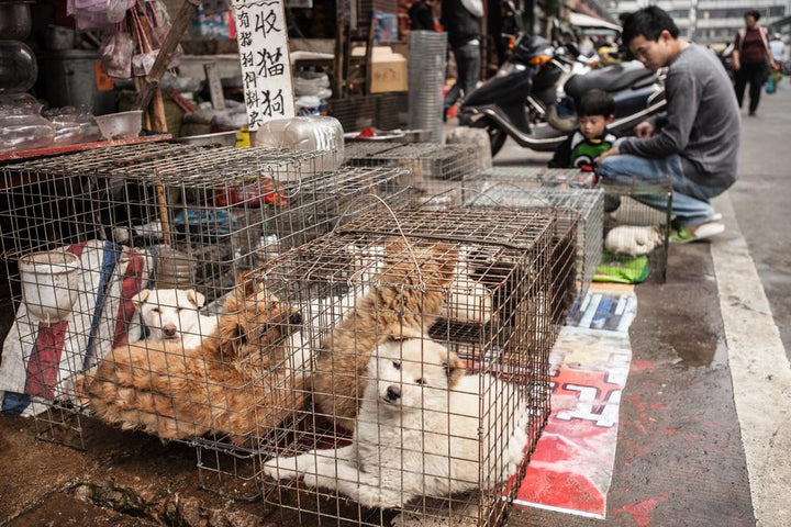Organizations around the world calling for closure of  live animal markets in China due to COVID-19