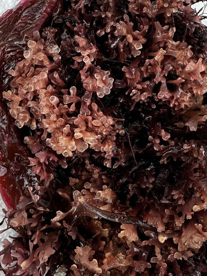 Raw Chondrus Crispus Sea Moss Red 4 OZ (Irish Sea Moss)