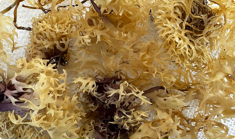 Raw Sea Moss
