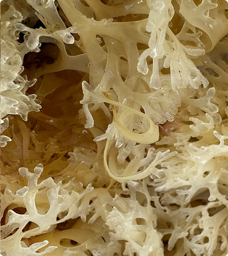 Gold Sea Moss (Chondrus Crispus)