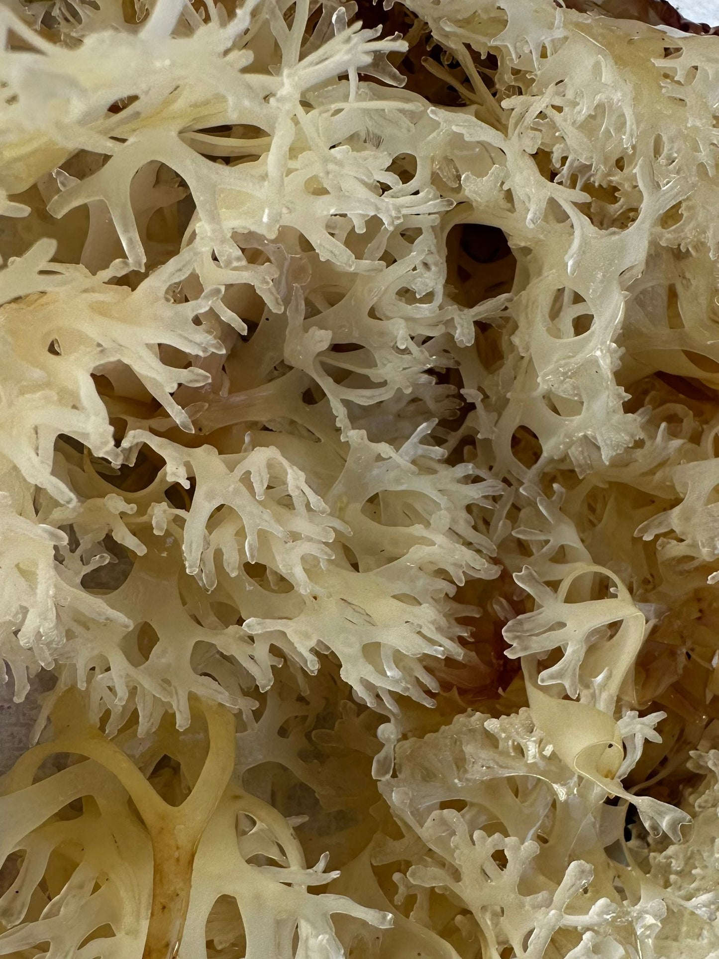 Raw Chondrus Crispus Sea Moss Gold 4 OZ (Irish Sea Moss)