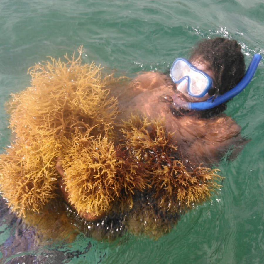 Raw Sea Moss Gold 8 OZ (Caribbean)