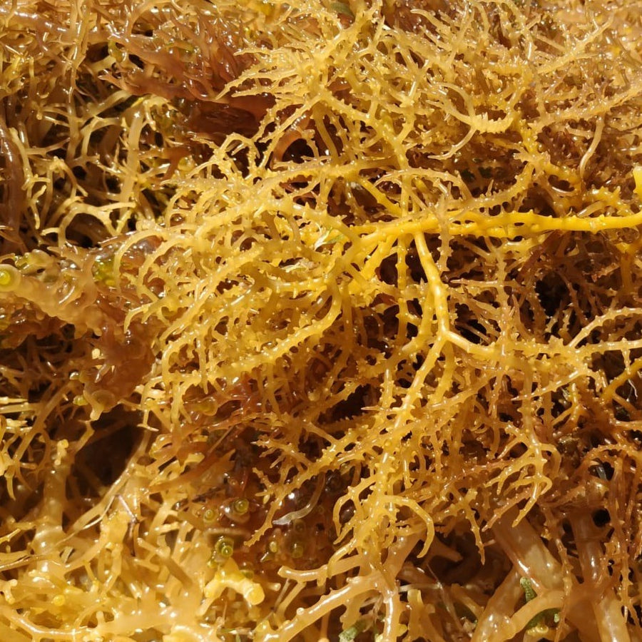 Raw Sea Moss Gold 8 OZ (Caribbean)
